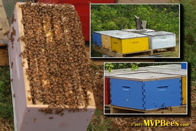 Honey Bees For Sale