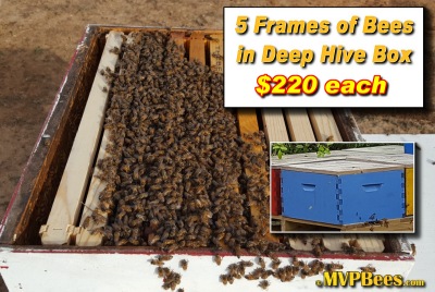 Single Deep with 5 Frame Nuc installed